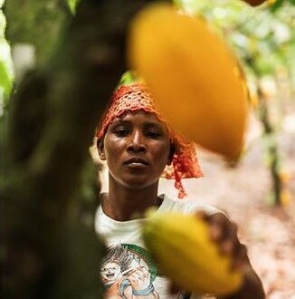 Nouvelles réglementations pour un cacao zéro déforestation